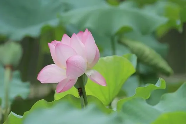 Shing Mun Valley Park