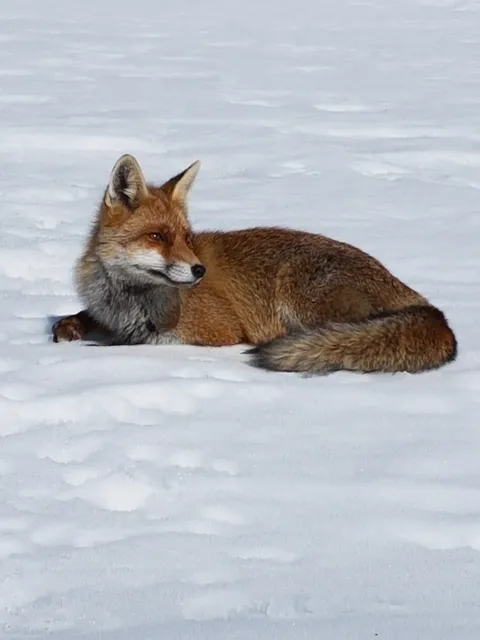 Italian Alpine Club - Section of Carpi