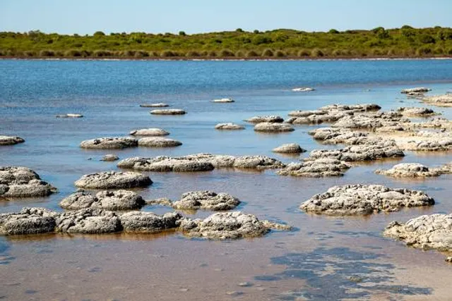 Lake Thetis Stromatolites