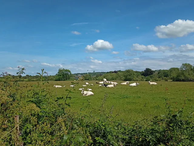 Fairfield Nature Reserve