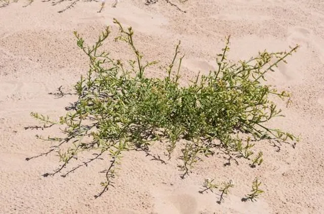 Muthu Nagar New Beach