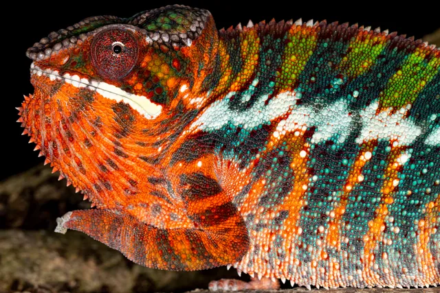 Riverside Reptiles Education Center