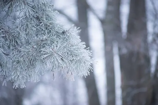 Miss Marple's Tearoom