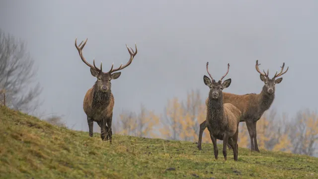 Parco Cervi Sompunt - Alta Badia