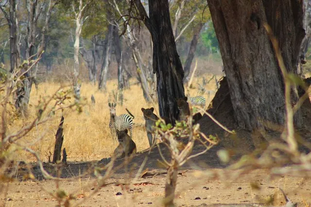 Bali Festival Park, Padang Galak