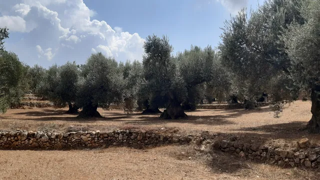Oliveres Mil·lenàries de l'Arión Natural Museum