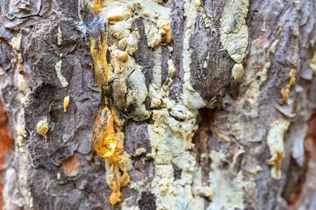 Zhulebinskiy Lesopark