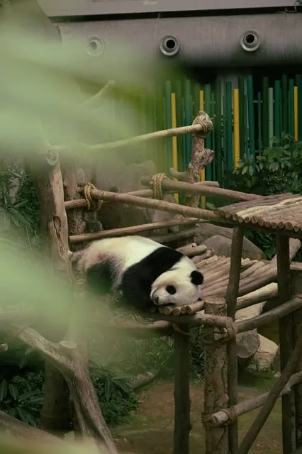 Giant Panda Conservation Centre
