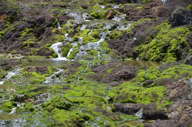 Chatsubomi Moss Park