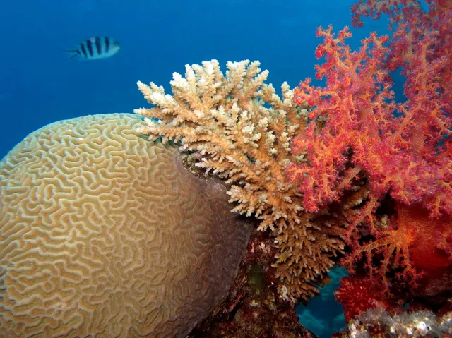 Red Sea Diving - potápění Hurghada