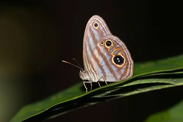 Butterfly Rainforest at the Florida Museum of Natural History