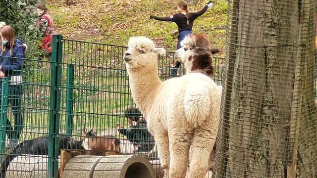 Stadt Herne Streichelzoo Gysenberg