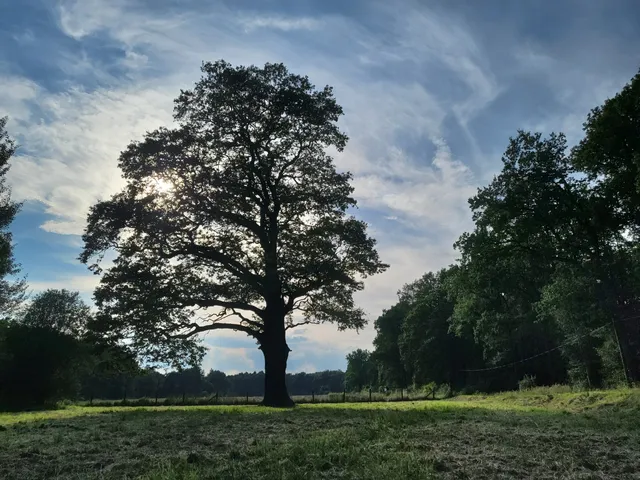 Miechowicka Ostoja Leśna