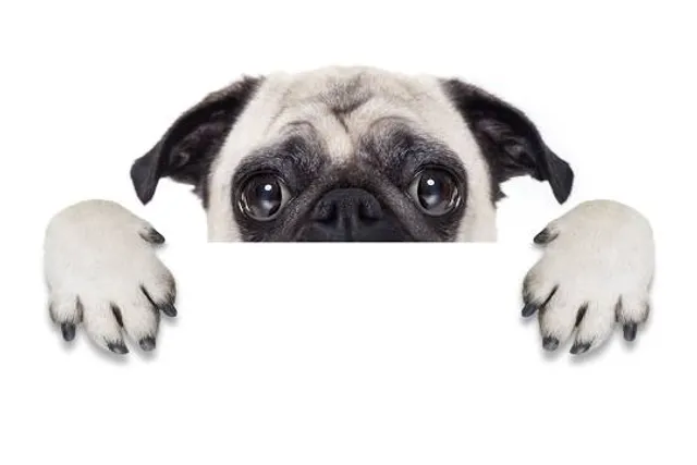 Family Interactive Gallery (FIG) at the Whatcom Museum