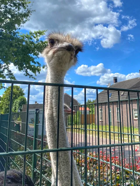 Heierhof Beleefboerderij - alpacawandeling -alpacafarm riethoven- alpacagolf - Meet en feed -ezelwandeling - Camping