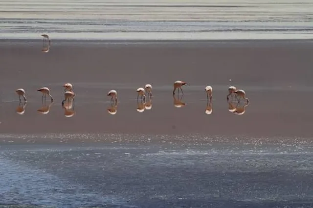 Batterie de Leffrinckoucke