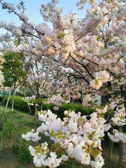 Seinansakura Park