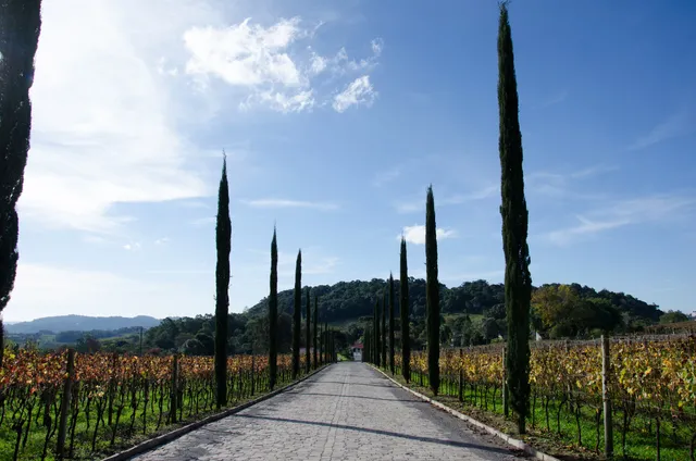 Vinícola Almaúnica