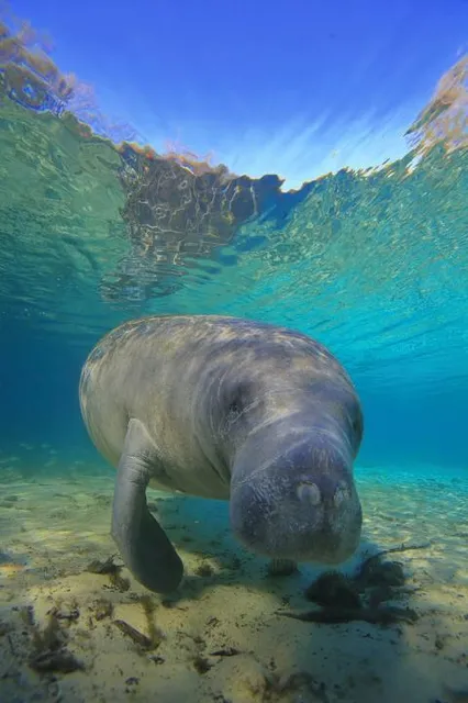 Fun 2 Dive - Swim with Manatees
