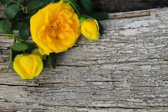 Pamyatnik S. L. Vladislavichu-Raguzinskomu