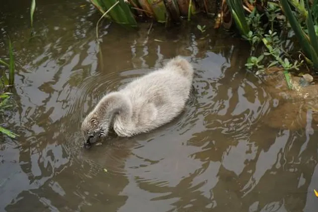 Dennis Johnston Park