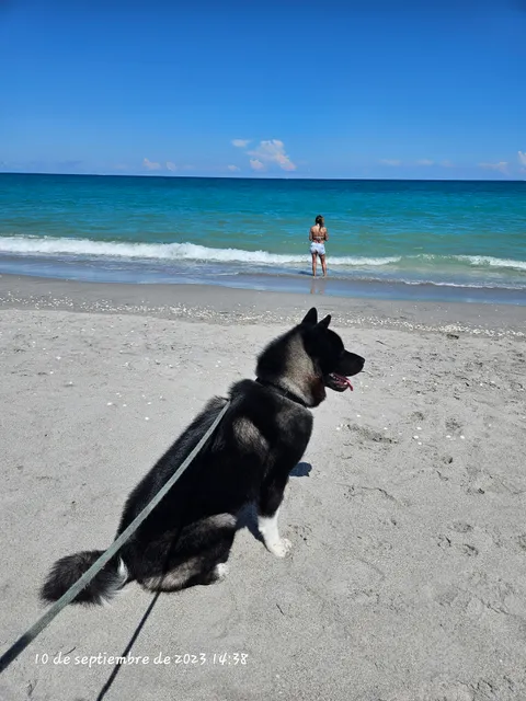 Dog Beach
