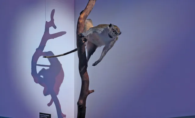 Musée de sciences biologiques docteur Mérieux