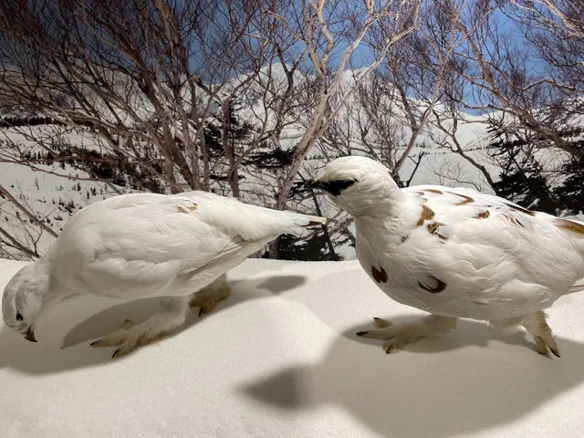 Omachi Alpine Museum