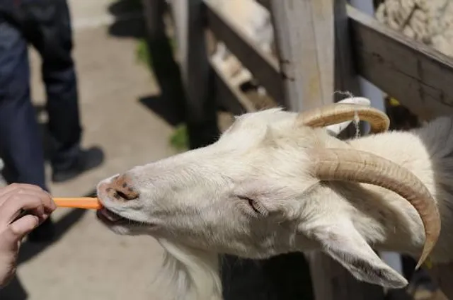 Aichi Farm (Aichi Bokujo)