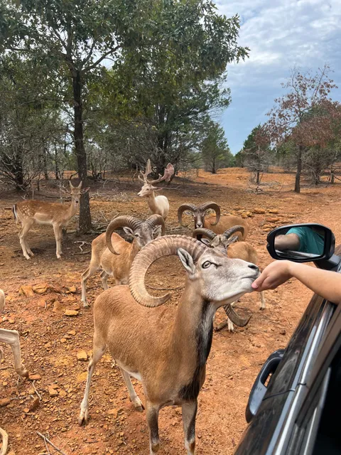 Rocky Ridge Drive-Thru Safari