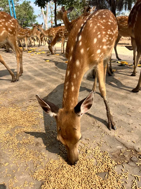 Công viên nước Mỹ Quỳnh Safari