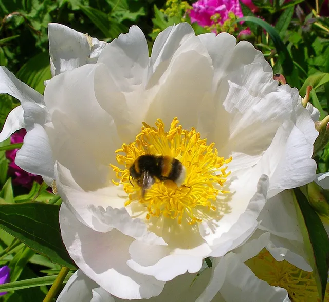 Freundeskreis Botanischer Garten Kassel e.V.