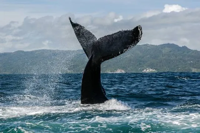 Whale Museum of Samana / Nature Center