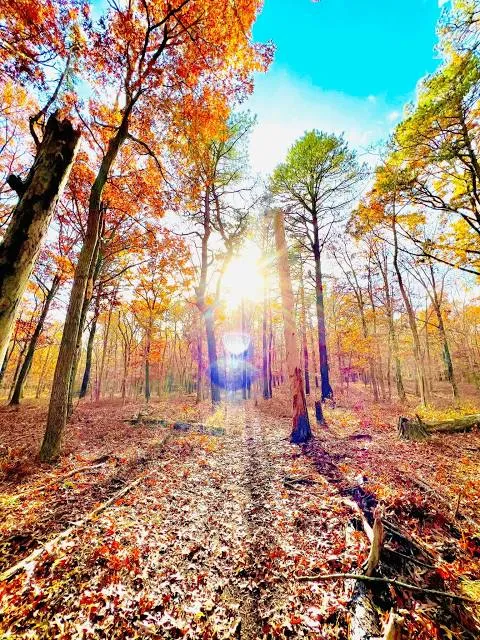 Rocky Point State Pine Barrens Preserve