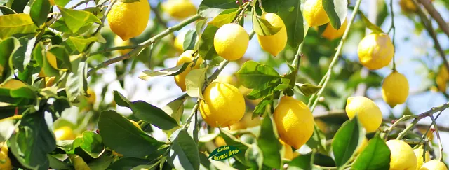 Green Garden Vicenza