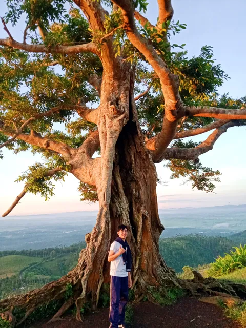 Century Tree Highlands