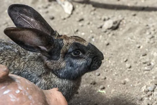 Maroparque Isla de La Palma "Fundación Maroparque" Centro de Rescate de animales exóticos