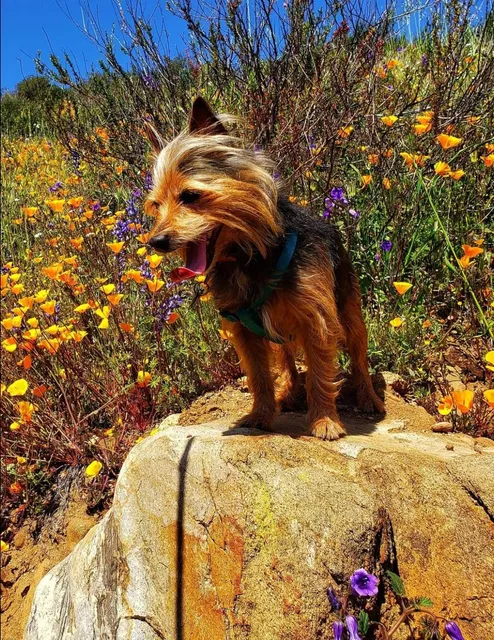 Dripping Springs Campground