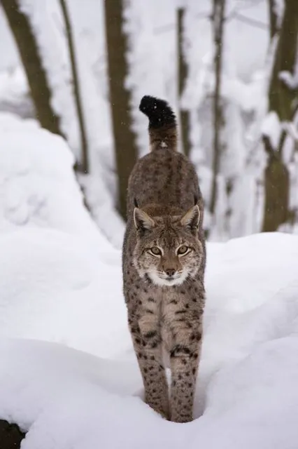 Landkreis Birkenfeld