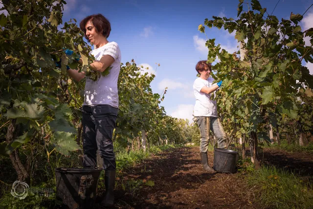 Cantina e Distilleria Artigianale Ricasoli - "Le Vigne del Capitano"