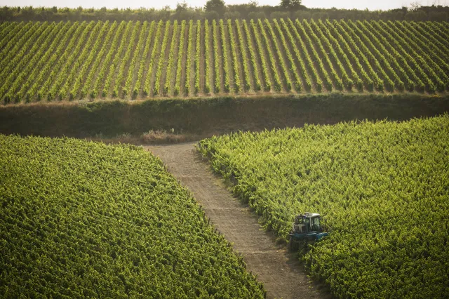 Tolaini Wine and Tour