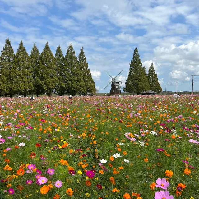 Flower Field