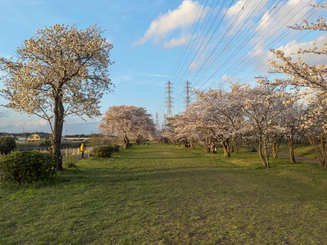 Hanamigawa senbon zakura Ryokuchi Park