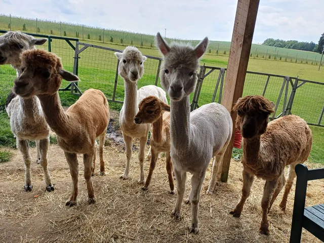 Vilstal Alpakas