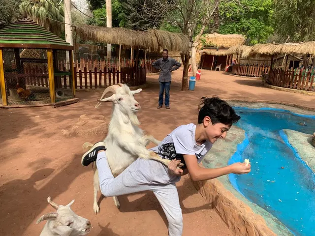 Jungle zoo | سفاري بارك مفتوحة