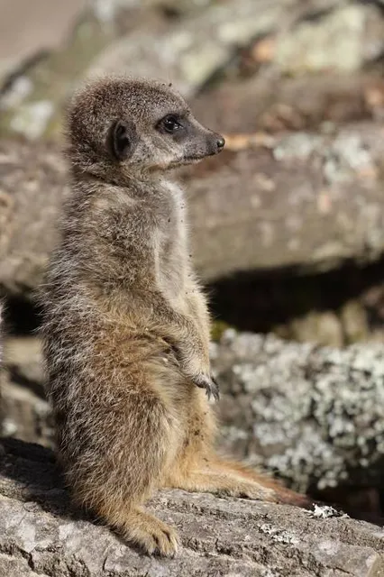 The Stone Thracian Sanctuary