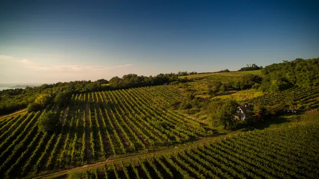 Kékajtó Borászat és Szőlőbirtok