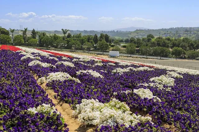 The Flower Fields