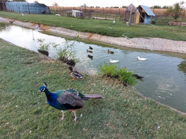 Temerin Municipality