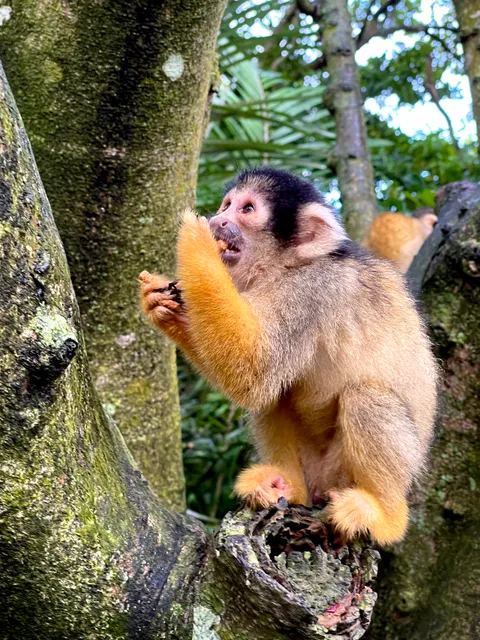 Squirrel Monkey Forest